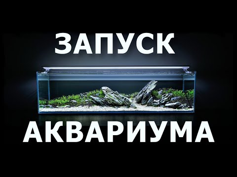 Видео: Запуск аквариума все варианты|лайФФсейшин