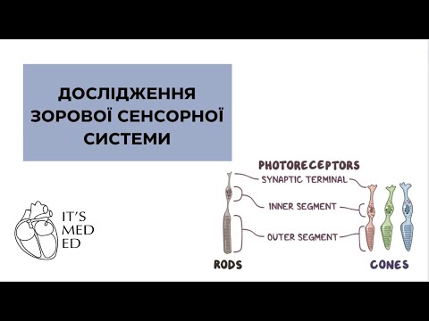 Видео: Фізіологія. Дослідження зорової сенсорної системи.