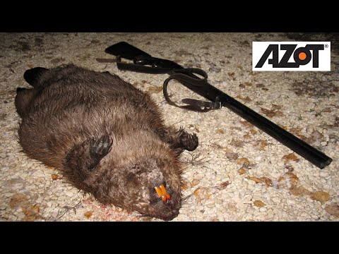 Видео: Охота на бобра зимой. С ружьем по полыньям.