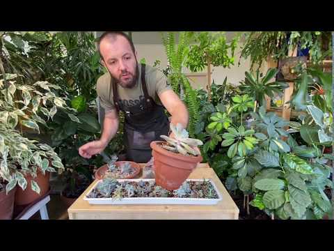 Видео: Размножение суккулентов