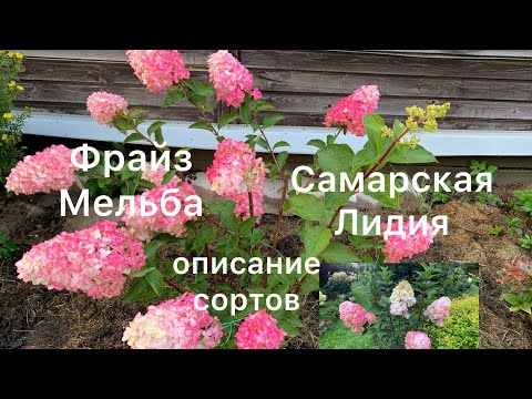 Видео: ГОРТЕНЗИИ САМАРСКАЯ ЛИДИЯ И ФРАЙЗ МЕЛЬБА. Описание сортов