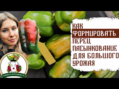 Видео: КАК ФОРМИРОВАТЬ ПЕРЕЦ. ПАСЫНКОВАНИЕ ДЛЯ БОЛЬШОГО УРОЖАЯ.