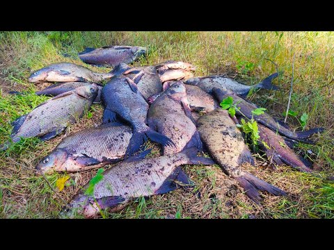 Видео: ПАКУЄМО ЛЯЩІВ В ДЕНЬ ТА В НОЧІ🐟! Річка СУЛА  роздає на ФІДЕР🎣 /разом з  Kruchkoff