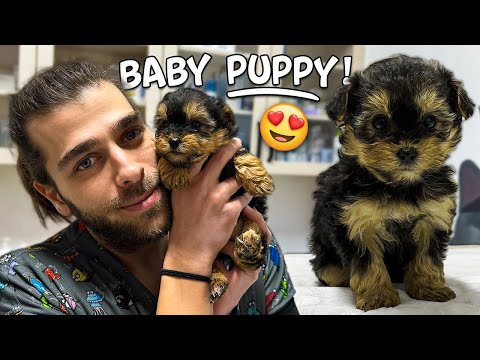 Видео: Самый милый щенок на свете! 😍 (Крошечный, как ручка!)