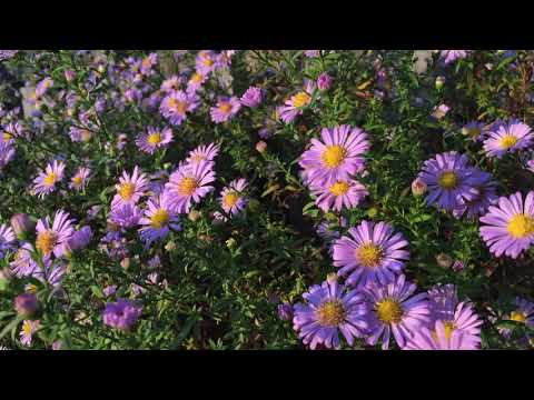 Видео: Сентябрины - цветы осени 2020. Обрезка куста.