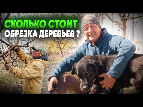 Видео: СКОЛЬКО СТОИТ ОБРЕЗКА плодовых деревьев? Обрезка плодовых деревьев.
