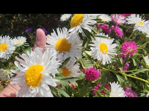 Видео: ГУЛЛАРИМ ХАКИДА ☝️👍👍👍🌸🌸🌻🌻🌺🌺🌺🌼🌼🌼🌷🌷🌷🌷🌾🌾🌾🌾🌾