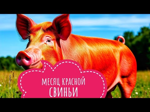 Видео: Месяц Красной Свиньи 🐷- жить по-свински?