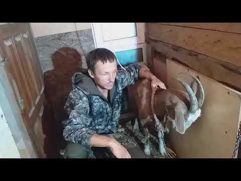 Видео: Обезроживание резинками для кострации