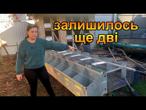 Видео: Продаж кліток. Перша кролематочна клітка продана.