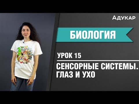 Видео: Сенсорные системы| Строение глаза и уха| Биология ЦТ, ЕГЭ