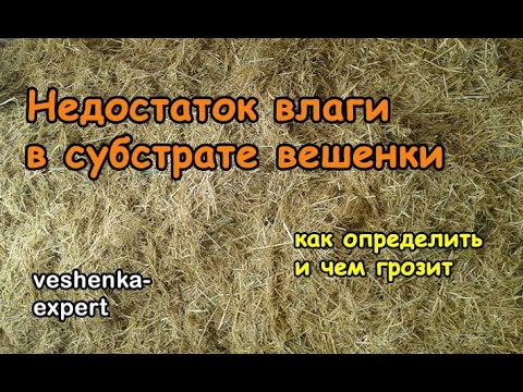 Видео: Влияет ли сухой субстрат на урожайность вешенки?
