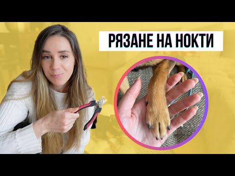 Видео: Как режа ноктите на моите кучета | Животът с куче