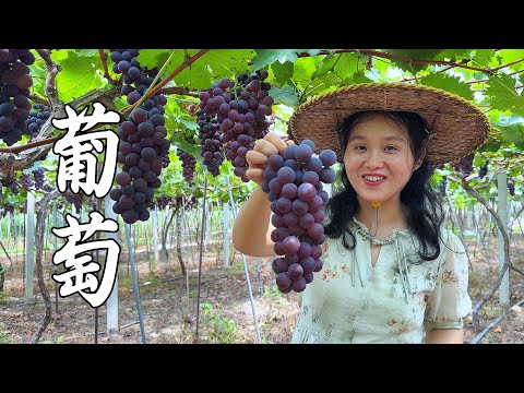 Видео: Гроздья винограда такие соблазнительные, приготовьте себе десерт, вот как нужно питаться летом.