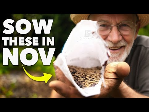 Видео: Вы должны посеять эти семена в ноябре