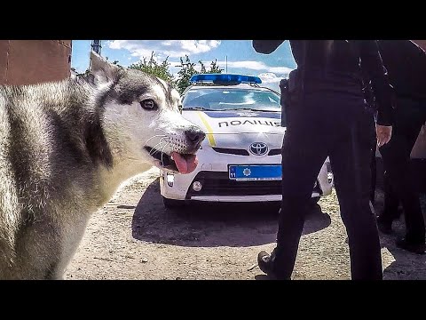 Видео: ПОЛИЦИЯ ЗАБИРАЕТ у нас СОБАКУ! Беспредел Полиции.