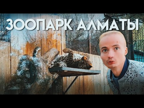 Видео: ТОП ЗООПАРКОВ МИРА. АЛМАТЫ. Откусили лапу леопарду!? Правда самый грязный?