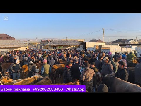 Видео: Молбозори Дангара 09.11.2025.