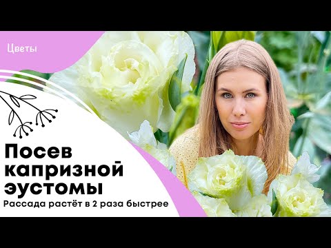 Видео: Посев капризной эустомы | Отличная всхожесть и рост рассады в 2 раза быстрее