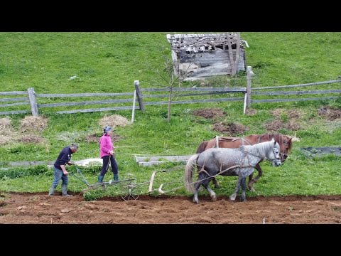 Видео: ОРАННЯ ЗЕМЛІ ЦІЛИНИ В КАРПАТАХ КОНЯМИ ! / Гуцул доорав аби мав роботу і сажінє