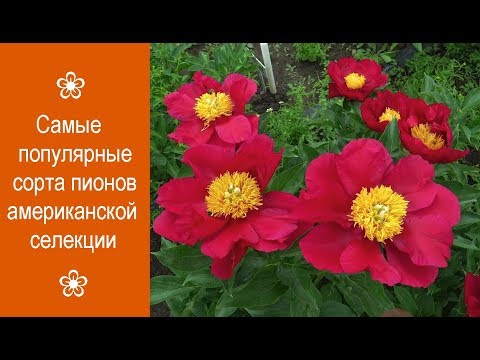 Видео: ❀ Самые популярные сорта пионов американской селекции