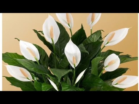 Видео: Уй гүлдерінің құпиясы #әйелбақытгүлі#домашний цветок#уход