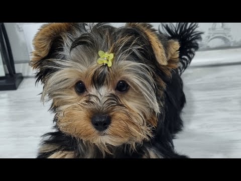 Видео: Первая СТРИЖКА ЙОРКА МИЛЫ