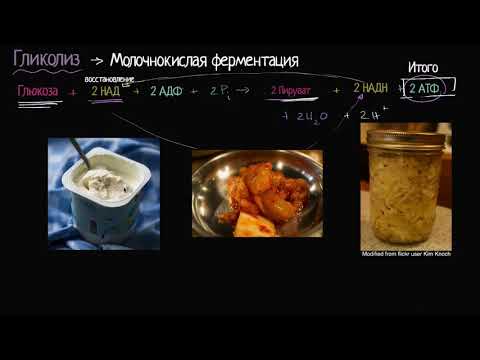 Видео: Молочнокислое брожение (видео 11) | Клеточное дыхание | Биология