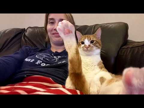 Видео: Когда нахальный кот возвращается к хозяину 😂 Смешной кот и человек