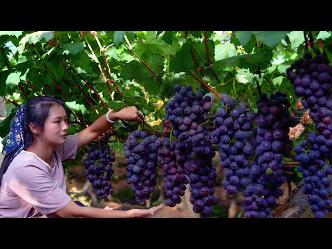 Видео: Делаем вино из винограда дома!