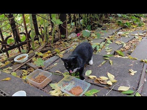Видео: Кот-джентльмен уступает кошкам еду! 🤗😃🐈 Gentleman cat gives up food to the cats!