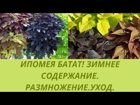 Видео: Ипомея батат.Зимнее содержания в квартире.Размножение .Уход. Ампельные растения для сада.