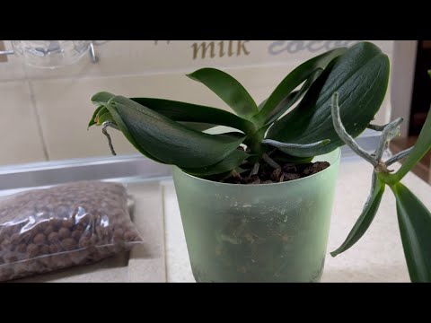 Видео: ПРИЕХАЛИ НОВЫЕ ОРХИДЕИ 🌸🦋🌸 ГИДРОПОНИКА ДЛЯ ОРХИДЕЙ 💦🪴💦