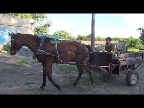 Видео: Лошадь. Езда в телеге  по городу за травой.Horse. Riding in a cart through the city for grass.