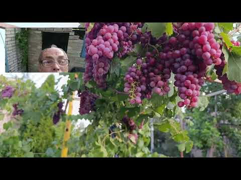 Видео:  Виноград сорта Элегия для домашнего вина