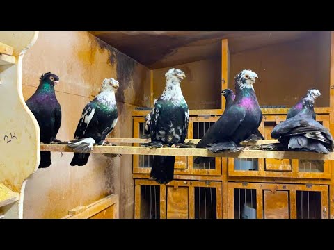 Видео: Кара-сочи $35,000 пара! Двухчубые голуби. Tauben. Pigeons. Palomas. Pombos. 비둘기.