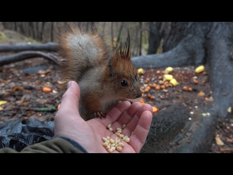 Видео: Рыжая и Модель. Зарисовка / Redhead and Model. The sketch