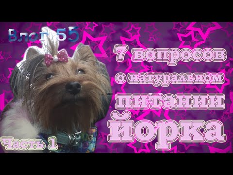 Видео: Натуральное питание йорка. Чем кормить йорка на натуральном питании? 7 вопросов. Часть 1.