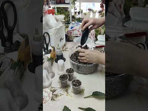 Видео: ПРИМУЛИНЫ.Как правильно посадить лист. Варианты☘️🌼🌿🍀#комнатныерастения #примулина #посадка  #цветы