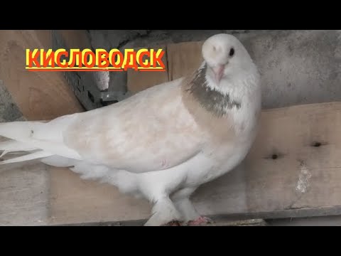 Видео: В гостях у Авакова Владимира в Кисловодске!