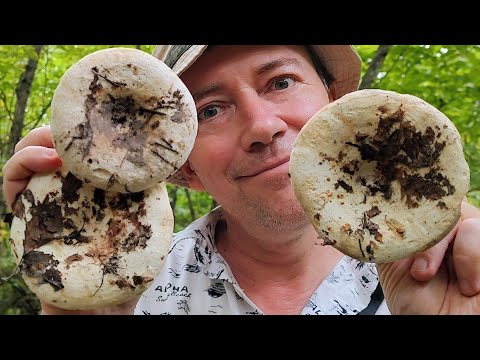 Видео: Белый груздь осиновый - ЗА ГРИБАМИ в осенний лес!