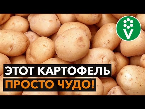 Видео: НАХОДКА! Семенной картофель экстра-класса за копейки!