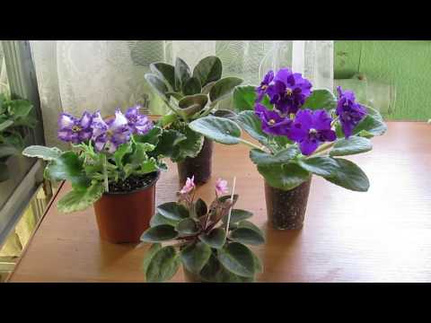 Видео: Когда и зачем пересаживать фиалки