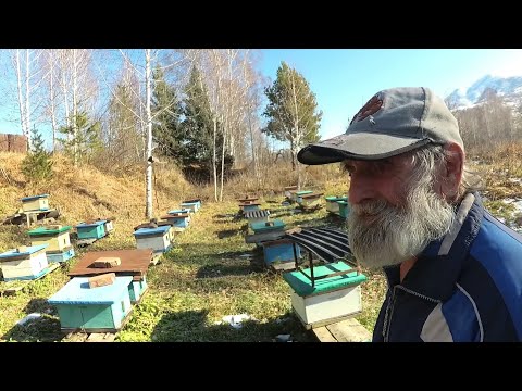 Видео: Составили пасеку, на зимовку