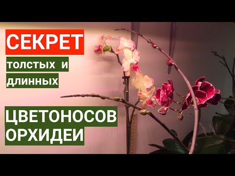 Видео: простой СЕКРЕТ толстых и длинных ЦВЕТОНОСОВ ОРХИДЕЙ