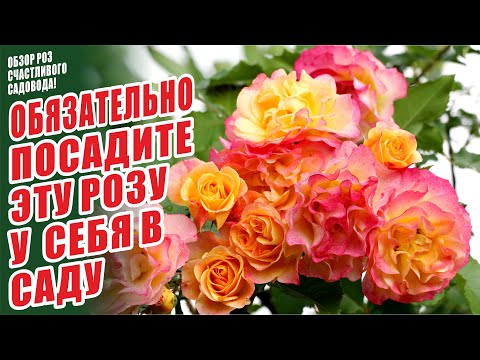 Видео: САМЫЕ ЛУЧШИЕ СОРТА РОЗ. ЛАНДЛУСТ. ШЕДЕВРЫ СЕЛЕКЦИИ. РОЗЫ В САДУ. СЧАСТЛИВЫЙ САДОВОД