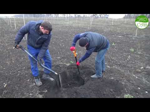 Видео: Посадка грецкого ореха осенью.