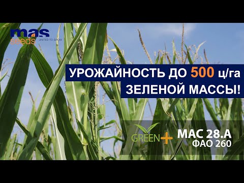 Видео: Гибрид кукурузы МАС 28.А - урожайность до 500 ц/га зеленой массы!