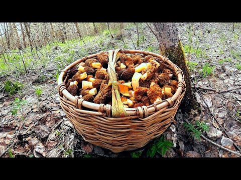 Видео: Я СОШЁЛ С УМА - ОПЯТЬ ПОЛНАЯ КОРЗИНА!!! ЛЕС ГРИБОВ в МАЕ 2022!  Весенние грибы - сморчковые шапочки!