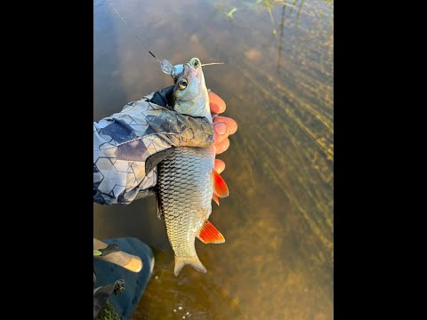 Видео: Jackal MicroTappy ловил отлично не только голавля и жереха, но и плотву!